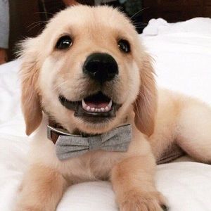 Meet your Posher, Bella